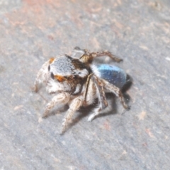 Maratus anomalus at Point Hut to Tharwa - 9 Nov 2023