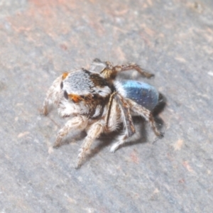 Maratus anomalus at Point Hut to Tharwa - 9 Nov 2023