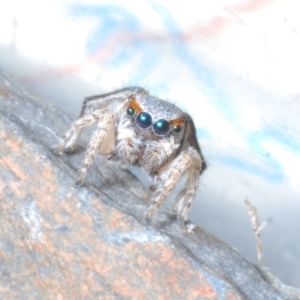 Maratus anomalus at Point Hut to Tharwa - 9 Nov 2023