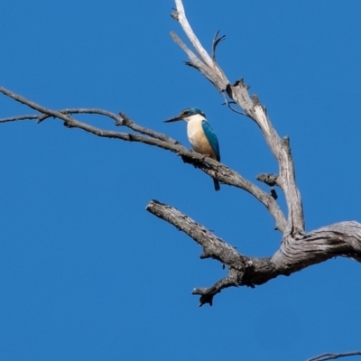 Todiramphus sanctus (Sacred Kingfisher) at Wingecarribee Local Government Area - 7 Nov 2023 by Aussiegall