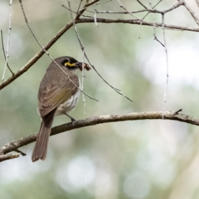 Caligavis chrysops (Yellow-faced Honeyeater) at Leaver Park - 7 Nov 2023 by Aussiegall