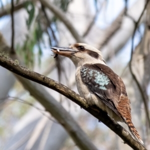 Dacelo novaeguineae at Wingecarribee Local Government Area - 8 Nov 2023 09:42 AM