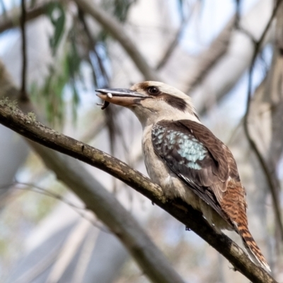 Dacelo novaeguineae (Laughing Kookaburra) at Bundanoon - 7 Nov 2023 by Aussiegall