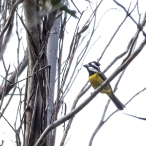 Falcunculus frontatus at Wingecarribee Local Government Area - 8 Nov 2023 09:58 AM