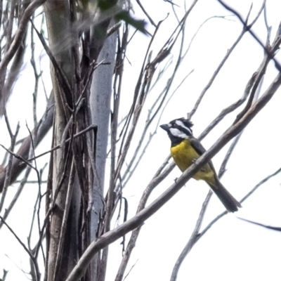 Falcunculus frontatus (Eastern Shrike-tit) at Bundanoon - 7 Nov 2023 by Aussiegall