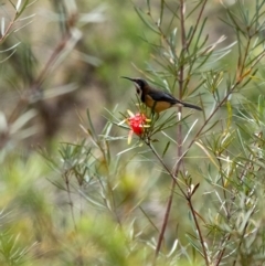 Acanthorhynchus tenuirostris (Eastern Spinebill) at Wingecarribee Local Government Area - 8 Nov 2023 by Aussiegall