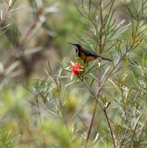 Acanthorhynchus tenuirostris at Wingecarribee Local Government Area - 8 Nov 2023 10:01 AM