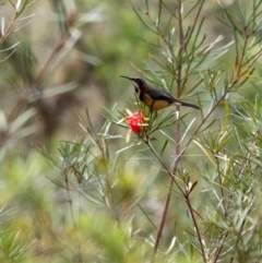 Acanthorhynchus tenuirostris (Eastern Spinebill) at Wingecarribee Local Government Area - 7 Nov 2023 by Aussiegall
