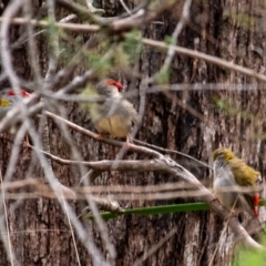 Neochmia temporalis (Red-browed Finch) at Bundanoon, NSW - 8 Nov 2023 by Aussiegall
