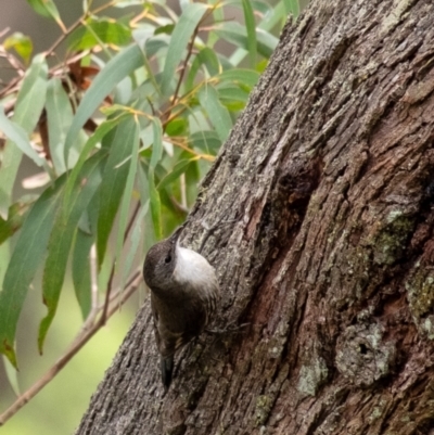 Cormobates leucophaea (White-throated Treecreeper) at Leaver Park - 8 Nov 2023 by Aussiegall