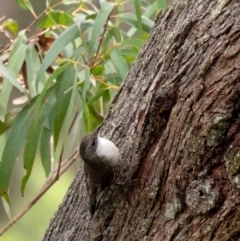 Cormobates leucophaea (White-throated Treecreeper) at Bundanoon, NSW - 8 Nov 2023 by Aussiegall