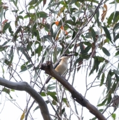 Todiramphus sanctus (Sacred Kingfisher) at Wingecarribee Local Government Area - 7 Nov 2023 by Aussiegall