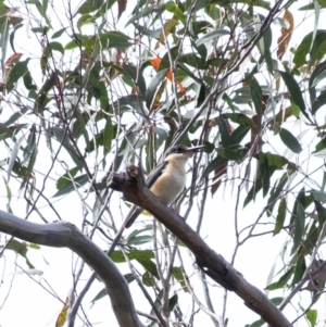 Todiramphus sanctus at Bundanoon - 8 Nov 2023 10:01 AM