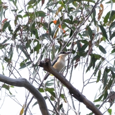 Todiramphus sanctus (Sacred Kingfisher) at Wingecarribee Local Government Area - 8 Nov 2023 by Aussiegall