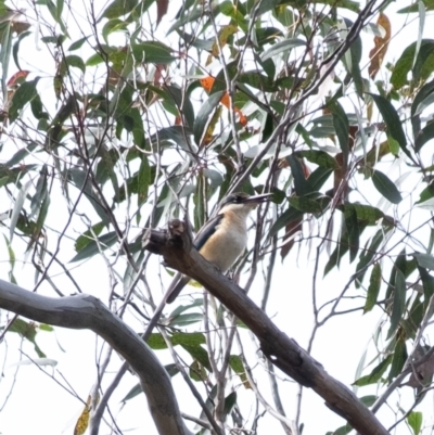 Todiramphus sanctus (Sacred Kingfisher) at Bundanoon, NSW - 7 Nov 2023 by Aussiegall
