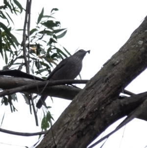 Colluricincla harmonica at Wingecarribee Local Government Area - 8 Nov 2023