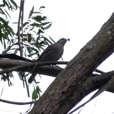 Colluricincla harmonica (Grey Shrikethrush) at Wingecarribee Local Government Area - 8 Nov 2023 by Aussiegall