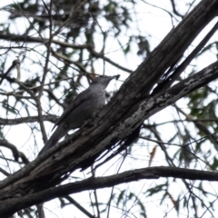 Colluricincla harmonica at Wingecarribee Local Government Area - 8 Nov 2023 10:20 AM