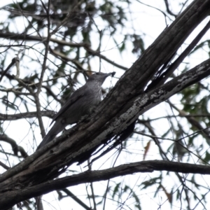 Colluricincla harmonica at Wingecarribee Local Government Area - 8 Nov 2023