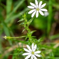 Stellaria pungens (Prickly Starwort) at Wingecarribee Local Government Area - 7 Nov 2023 by Aussiegall