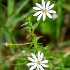 Stellaria pungens (Prickly Starwort) at Bundanoon, NSW - 7 Nov 2023 by Aussiegall