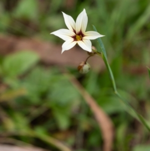 Sisyrinchium rosulatum at Wingecarribee Local Government Area - 8 Nov 2023