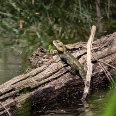 Intellagama lesueurii howittii (Gippsland Water Dragon) at Leaver Park - 8 Nov 2023 by Aussiegall