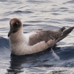 Phoebetria palpebrata (Light-mantled Sooty Albatross) by Harrisi