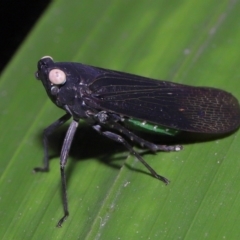 Desudaba psittacus (Green and Black Planthopper) at Brisbane City Botanic Gardens - 8 Nov 2023 by TimL
