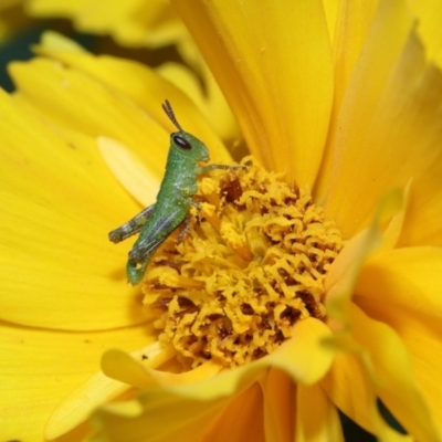 Valanga irregularis (Hedge Grasshopper) at Brisbane City Botanic Gardens - 8 Nov 2023 by TimL