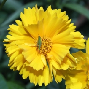 Valanga irregularis at Brisbane City Botanic Gardens - 8 Nov 2023 01:01 PM