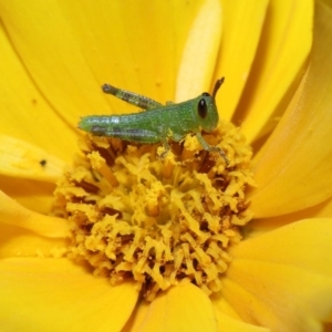 Valanga irregularis at Brisbane City Botanic Gardens - 8 Nov 2023 01:01 PM