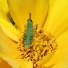 Valanga irregularis at Brisbane City Botanic Gardens - 8 Nov 2023 01:01 PM