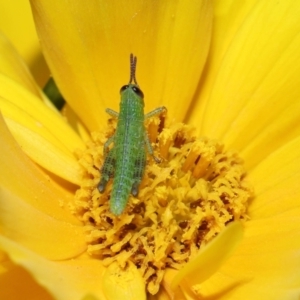 Valanga irregularis at Brisbane City Botanic Gardens - 8 Nov 2023 01:01 PM