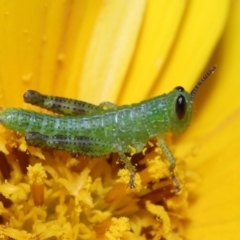 Valanga irregularis at Brisbane City Botanic Gardens - 8 Nov 2023 01:01 PM