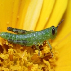 Valanga irregularis at Brisbane City Botanic Gardens - 8 Nov 2023 01:01 PM