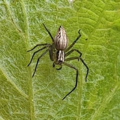 Oxyopes sp. (genus) (Lynx spider) at Sullivans Creek, Lyneham South - 9 Nov 2023 by trevorpreston