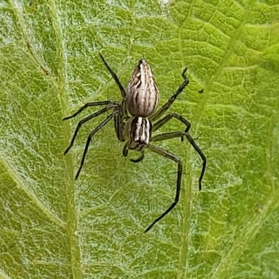 Oxyopes (genus) (Lynx spider) at Sullivans Creek, Lyneham South - 9 Nov 2023 by trevorpreston