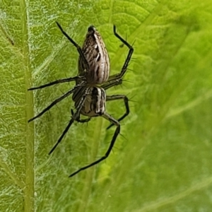 Oxyopes sp. (genus) at Sullivans Creek, Lyneham South - 9 Nov 2023