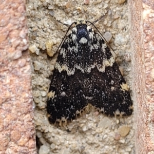 Halone sinuata at Sullivans Creek, Lyneham South - 9 Nov 2023 02:26 PM