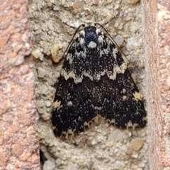 Halone sinuata (Rock Lichen Moth) at Sullivans Creek, Lyneham South - 9 Nov 2023 by trevorpreston