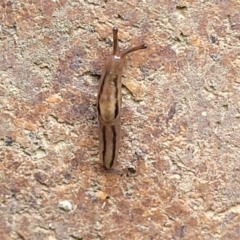 Ambigolimax nyctelia (Striped Field Slug) at Sullivans Creek, Lyneham South - 9 Nov 2023 by trevorpreston