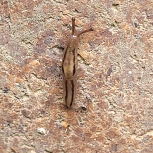 Ambigolimax sp. (valentius and waterstoni) at Sullivans Creek, Lyneham South - 9 Nov 2023