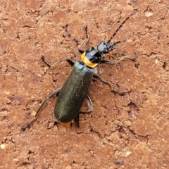 Chauliognathus lugubris (Plague Soldier Beetle) at Sullivans Creek, Lyneham South - 9 Nov 2023 by trevorpreston