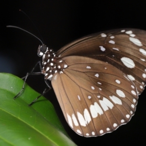 Euploea corinna at Brisbane City, QLD - 8 Nov 2023 12:41 PM