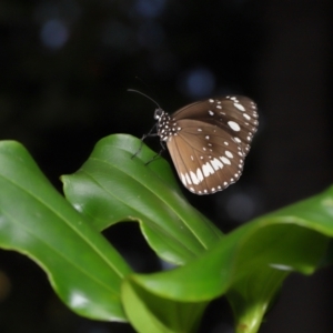 Euploea corinna at Brisbane City, QLD - 8 Nov 2023 12:41 PM