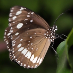 Euploea corinna at Brisbane City, QLD - 8 Nov 2023 12:41 PM