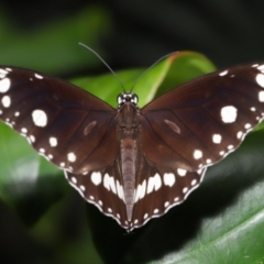 Euploea corinna at Brisbane City, QLD - 8 Nov 2023 12:41 PM