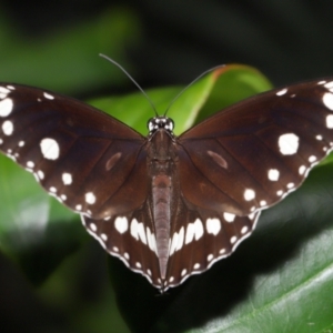 Euploea corinna at Brisbane City, QLD - 8 Nov 2023