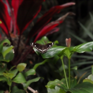 Euploea corinna at Brisbane City, QLD - 8 Nov 2023 12:41 PM